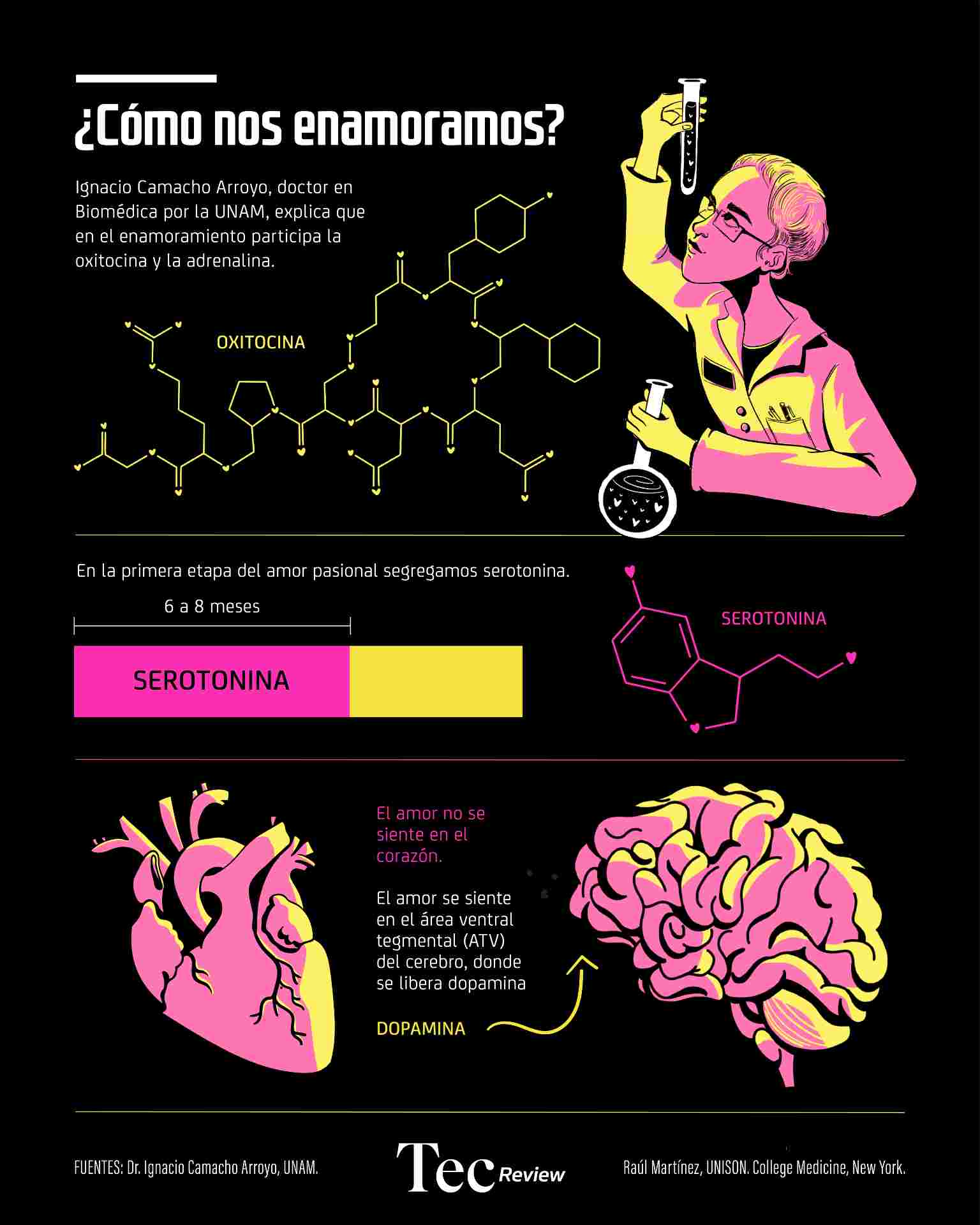 ¿qué Es El Amor Y Cómo Se Desarrolla Haras Dadinco 